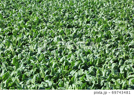 甜菜畑 69743481
