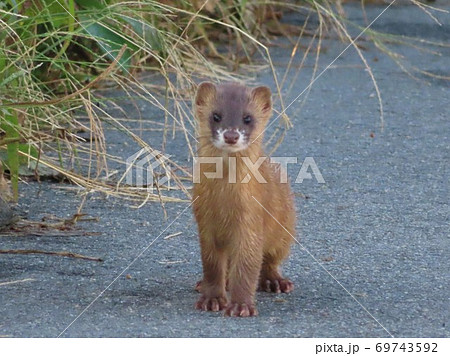 遭遇したイタチの子 驚いて逃げることも忘れてますの写真素材