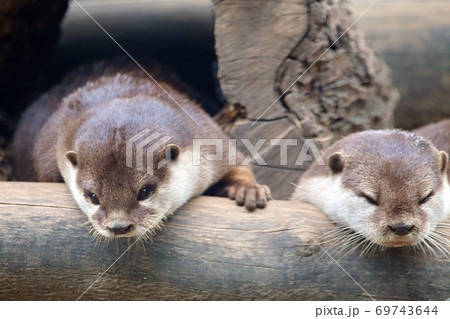 カワウソ カワウソ 69743644