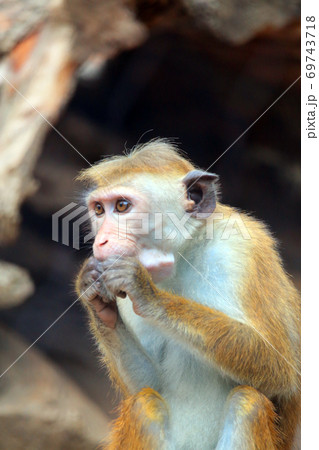 トクモンキー 69743718