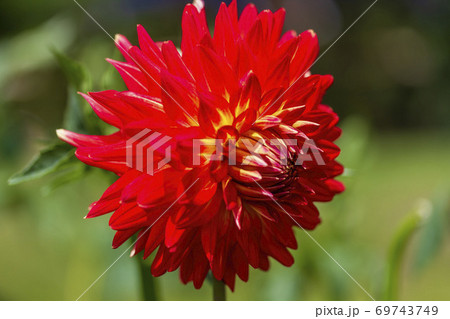 鮮やかに咲いたダリヤ　山形県川西町 69743749