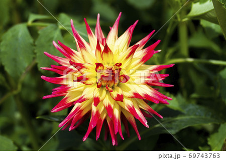 鮮やかに咲いたダリヤ 山形県川西町 鮮やかに咲いたダリヤ 山形県川西町 69743763