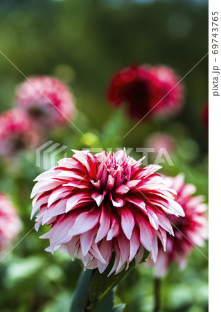 鮮やかに咲いたダリヤ　山形県川西町 69743765