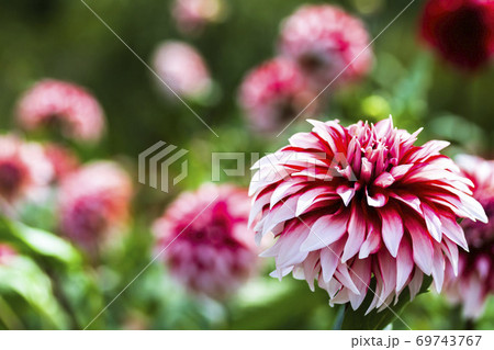 鮮やかに咲いたダリヤ　山形県川西町 69743767