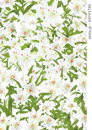 白百合背景のイラスト素材