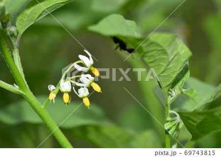 イヌホウズキの花 イヌホウズキの花 69743815