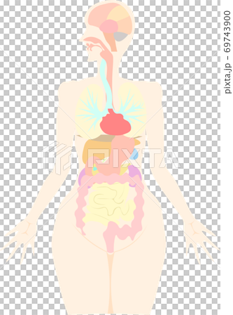 臓器 脳内 構造イラスト 69743900