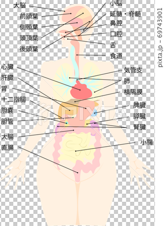 Organ with explanation of structure in the brain 69743901