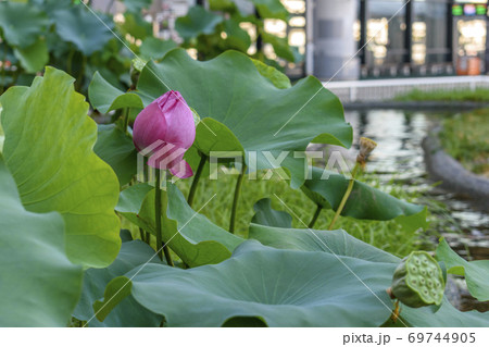 成田空港　和風庭園　ピンク色の大賀蓮　蕾 69744905