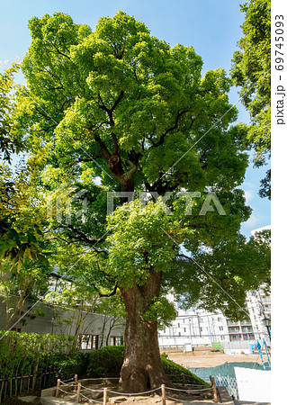 東京都港区の高松くすのき公園 69745093