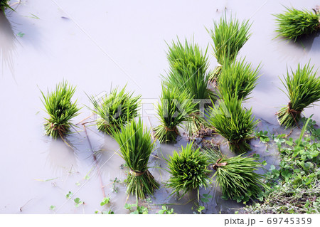 Rice seedlings for planting. 69745359