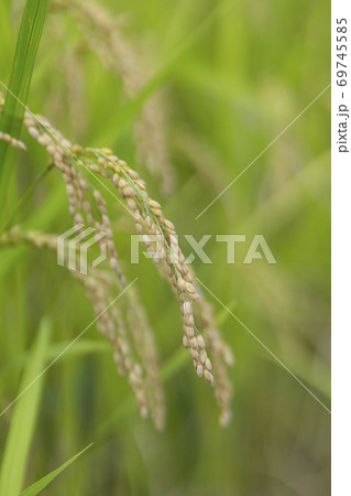 収穫間際の稲 収穫間際の稲 69745585