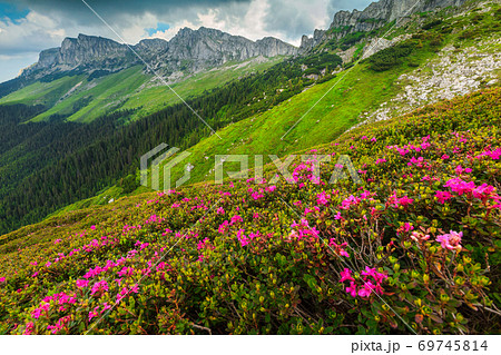 Spectacular pink rhododendron flowers in the mountains, Bucegi, Carpathians, Romania Spectacular pink rhododendron flowers in the mountains, Bucegi, Carpathians, Romania 69745814