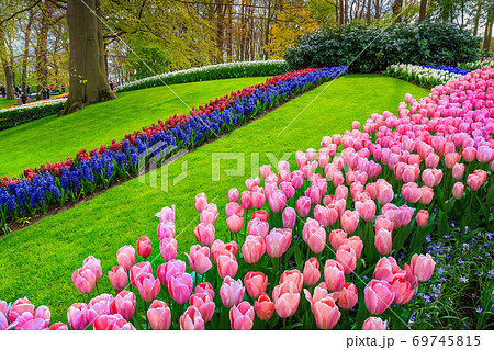 Breathtaking colorful fresh tulips in Keukenhof park, Netherlands, Europe  69745815