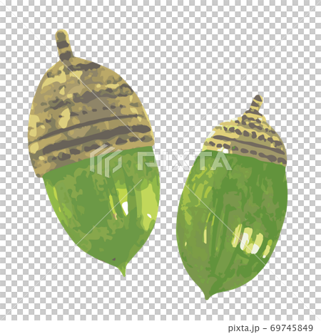 緑色のどんぐり 2個 水彩画のイラスト素材 [69745849] - PIXTA