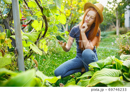 Happy little girl during picking cucumber in a garden outdoors. Love, family, lifestyle, harvest concept. 69746233