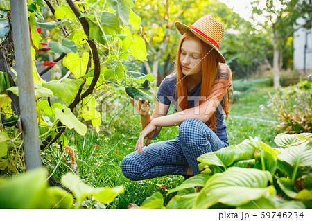 Happy little girl during picking cucumber in a garden outdoors. Love, family, lifestyle, harvest concept. 69746234