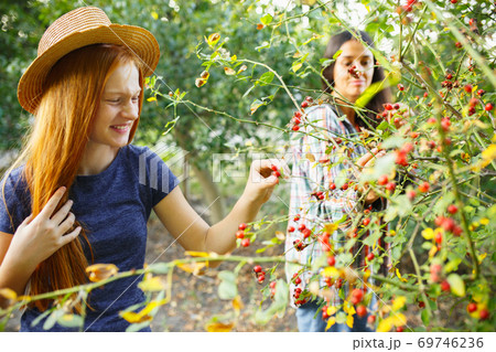 Happy little girl during picking berries in a garden outdoors. Love, family, lifestyle, harvest concept. Happy little girl during picking berries in a garden outdoors. Love, family, lifestyle, harvest concept. 69746236