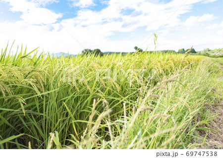 稲穂 実り 稲作 稲穂 実り 稲作 69747538