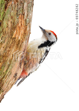 Middle spotted woodpecker sitting on tree cut out on blank. Middle spotted woodpecker sitting on tree cut out on blank. 69748282