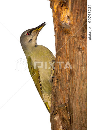 Grey-headed woodpecker sitting on tree isolated on white. 69748284