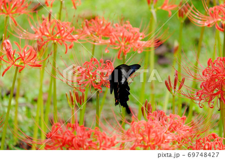 彼岸花の中を飛ぶクロアゲハ 彼岸花の中を飛ぶクロアゲハ 69748427