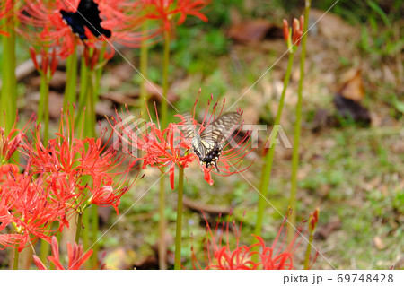 彼岸花の蜜を吸うアゲハ蝶とクロアゲハ 彼岸花の蜜を吸うアゲハ蝶とクロアゲハ 69748428