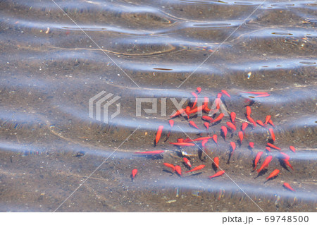 金魚の群れの写真素材