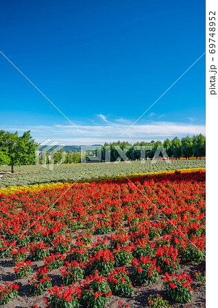 サルビア 花 花畑 赤色 花壇 赤 赤い花 鮮やか 快晴の写真素材