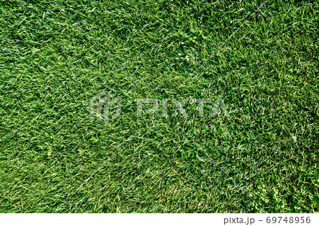 Close up view of green grass or lawn of a play ground, park or field Close up view of green grass or lawn of a play ground, park or field 69748956