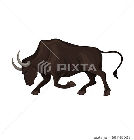 Aggressive Bull with Horns as Animal for Spanish Corrida Vector Illustration 69749035