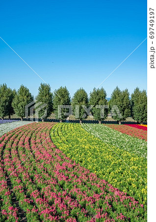 北の大地、開放感、花、花畑、赤色、花壇、赤、赤い花、鮮やか、快晴 69749197