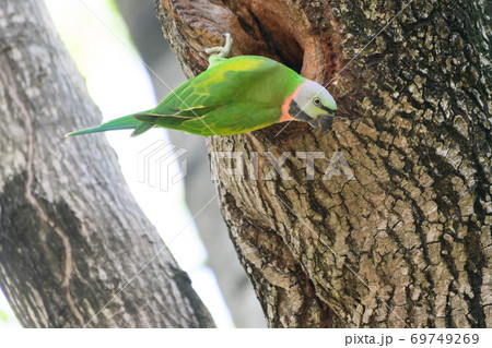 green Parrots in nature green Parrots in nature 69749269