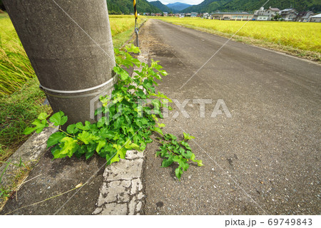 電柱、アスファルトから生えている雑草 69749843