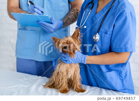 Experienced veterinarian doctors working with little dog in animal hospital, close up 69749857