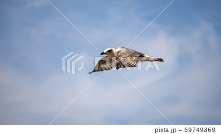 Sea bird in flight. Seagull against the blue sky. 69749869