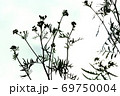 不安な空と草花 69750004