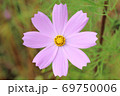 一輪のコスモス 69750006