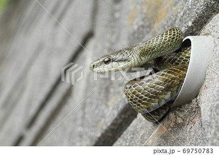 パイプに入るアオダイショウ 69750783