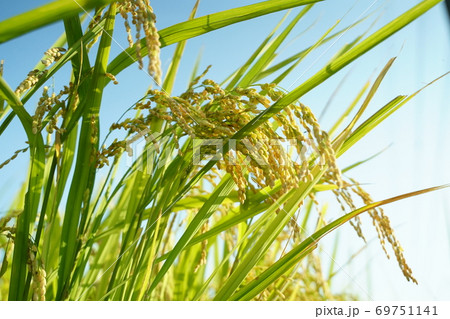 稲穂 お米 収穫 稲 実り 秋 田園 田んぼ 稲作 豊作 青空 秋晴れ 稲穂 お米 収穫 稲 実り 秋 田園 田んぼ 稲作 豊作 青空 秋晴れ 69751141