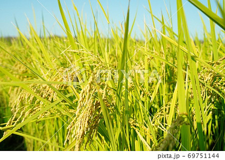 稲穂　お米　収穫　稲　実り　秋　田園　田んぼ　稲作　豊作　青空　秋晴れ 69751144