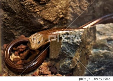 ”ヨーロッパアシナトカゲ”はヘビ？トカゲ？～「日立かみね動物園」 69751562