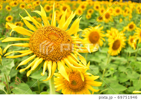 9月のひまわりの写真素材 [69751946] - PIXTA