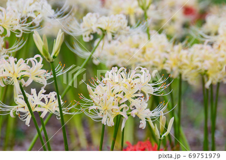 祖光院の彼岸花（千葉県松戸市） 69751979