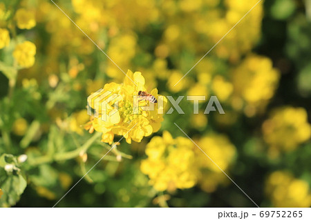 南知多観光農園花広場の菜の花で花を嗜むハチの写真素材
