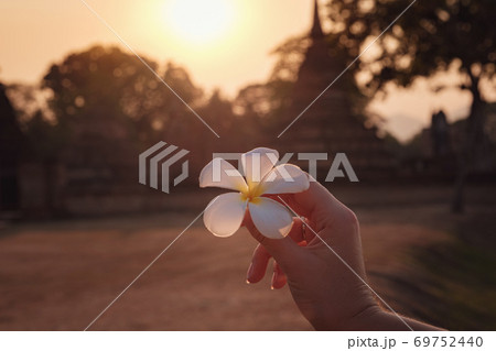 female hands with tropical plumeria flower in Asia 69752440