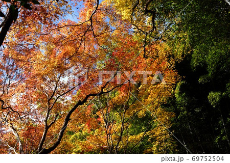京都 祇王寺の紅葉と青空 京都 祇王寺の紅葉と青空 69752504