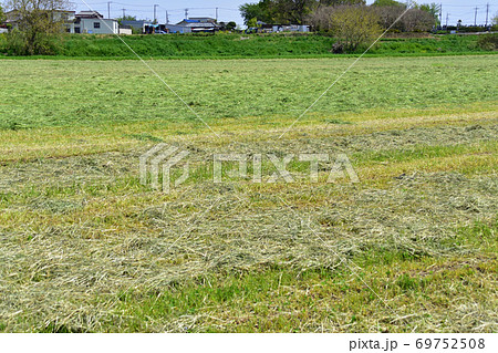 ロールベーラーで巻かれる前の乾燥中の牧草 ロールベーラーで巻かれる前の乾燥中の牧草 69752508
