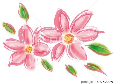 ピンクの綺麗な花 手描きのコスモス のイラスト素材