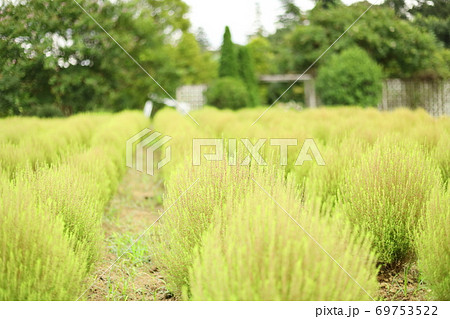 清水公園　花ファンタジア 69753522